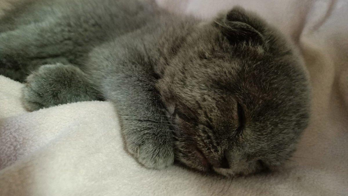 Eşine kızıp kediyi duvara fırlatan kocaya 1500 TL ceza