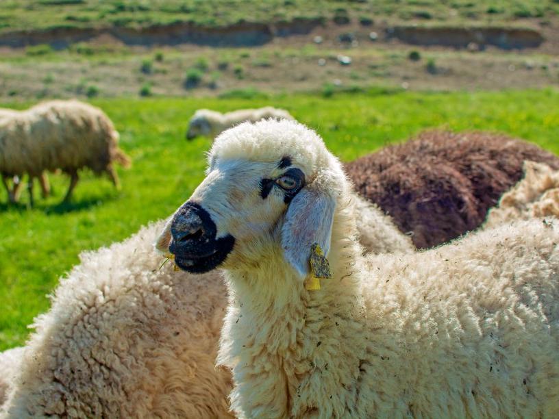 Katar’a koyun ihracı kasapları isyan ettirdi