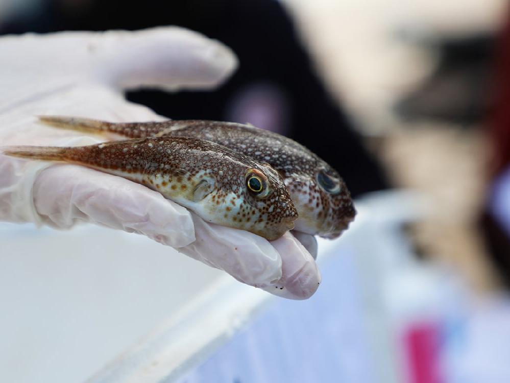 Akdeniz'de tehdit yaratan zehirli balık türü için ödüllü av yarışması
