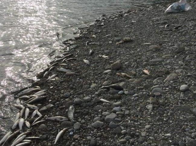 Aslantaş Baraj Gölü'ndeki balık ölümlerine inceleme