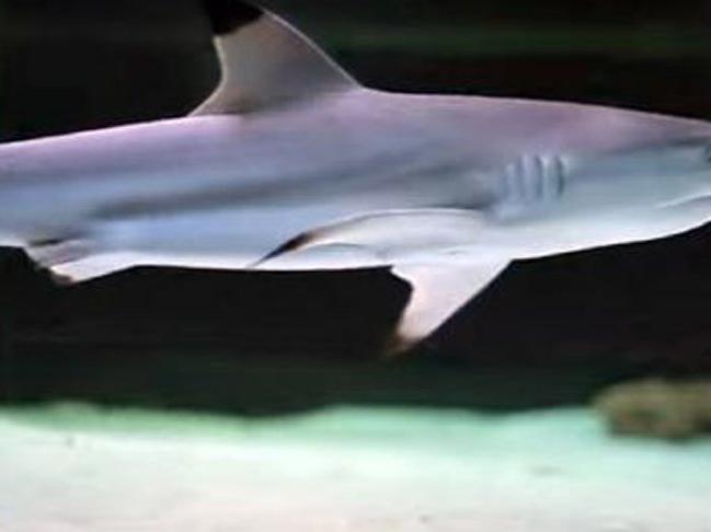 PETA Almanya: Siyah uçlu köpek balığının denize bırakılma kararından çok memnun olduk