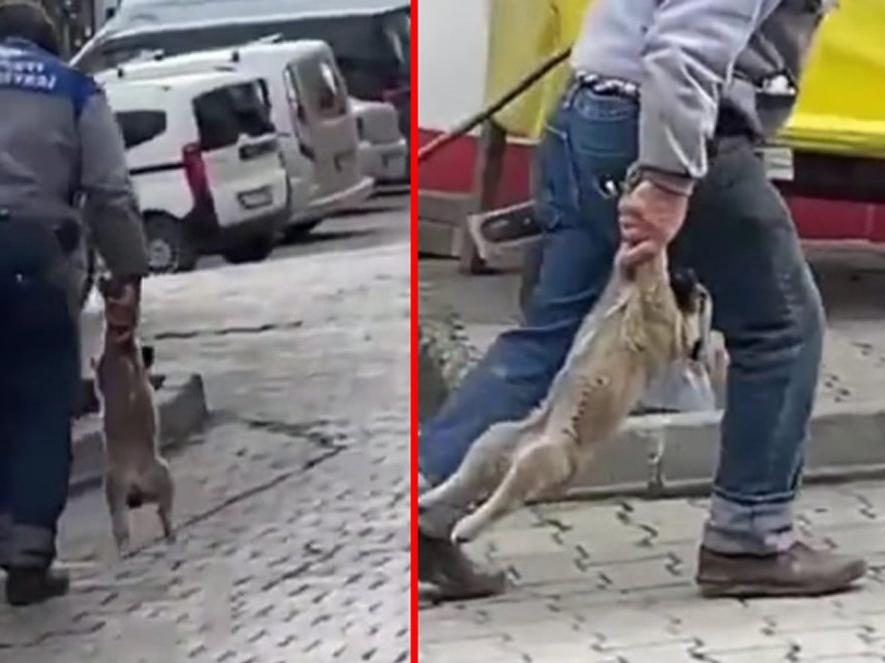 Yavru köpeği patilerinden tutup taşıyan işçiye para cezası