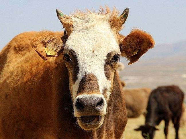 Hayvan varlığı tehlikede: Yerli sığır yok oluyor