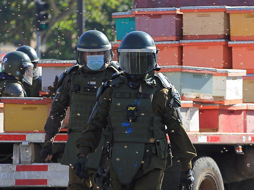 Şili'deki protestoda binlerce arı polisleri soktu