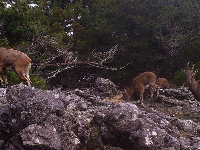 Kızıl geyikler fotokapanla böyle görüntülendi