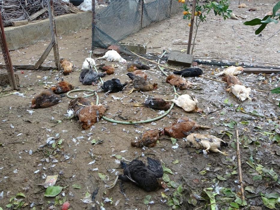 Aç kalan sokak köpekleri kümese saldırdı, 80'e yakın tavuk öldü