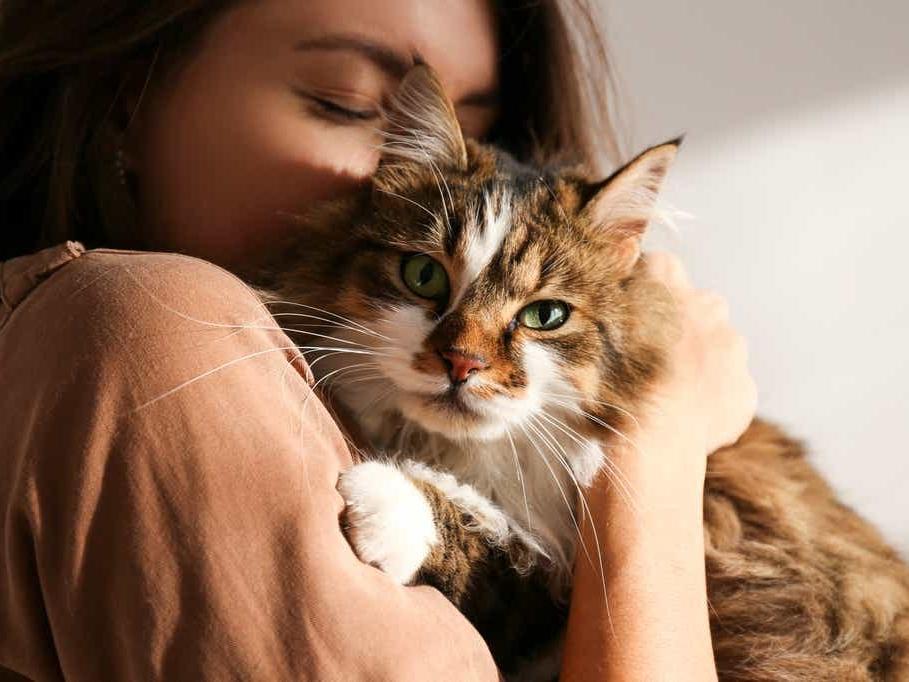 İngiliz enerji şirketinden tepki çeken tavsiye: Isınmak için kedinize sarılın