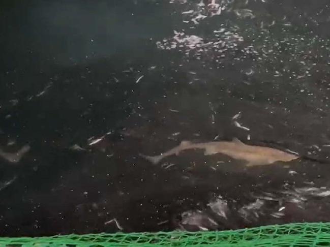 Yakalanan 2 köpek balığı tekrar denize bırakıldı