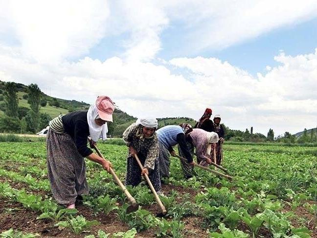 TEPAV: Sigortalı çiftçi sayısı 500 bine düştü