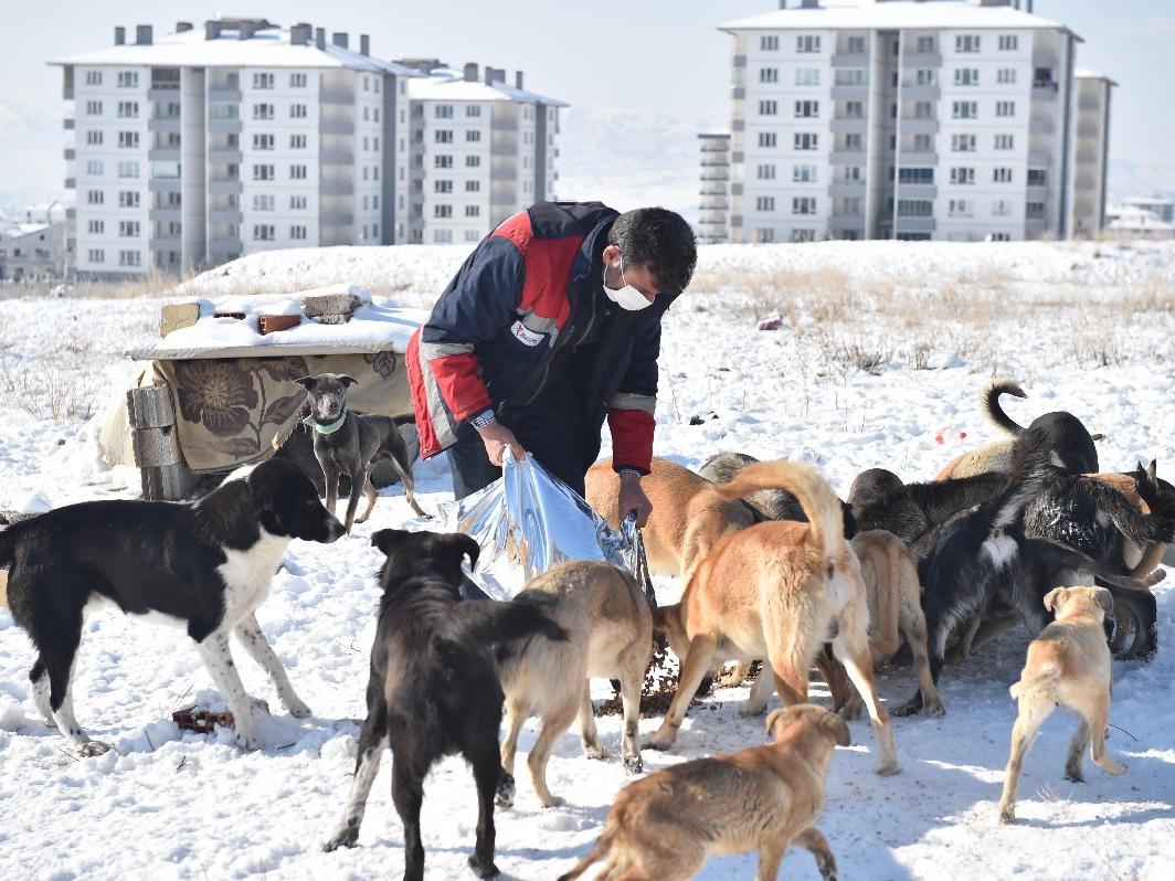 Ankara'da sokak hayvanları için günde 1 ton mama üretilecek