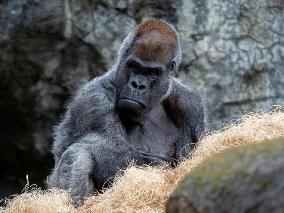 Dünyanın en yaşlı erkek gorili 61 yaşında hayatını kaybetti