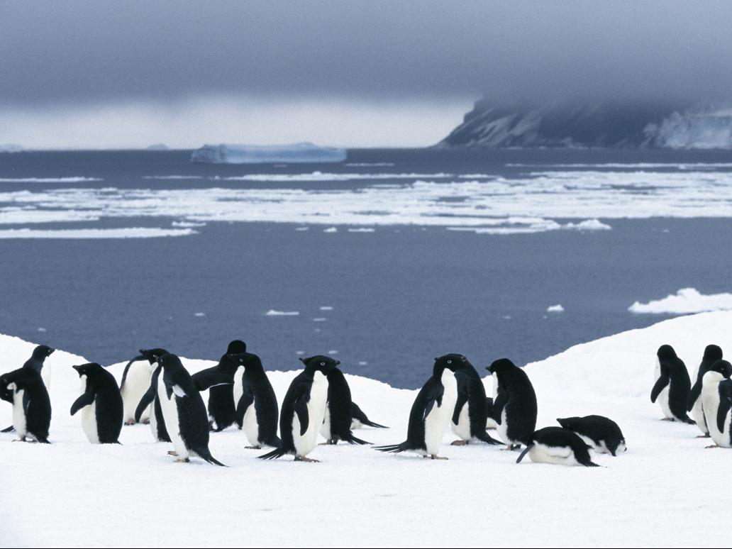 Greenpeace'den nesli tükenmeye başlayan penguenler için ilginç proje