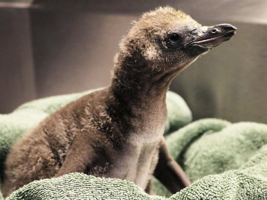 Dünyada bir ilk: Eşcinsel penguenler çocuk sahibi oldu