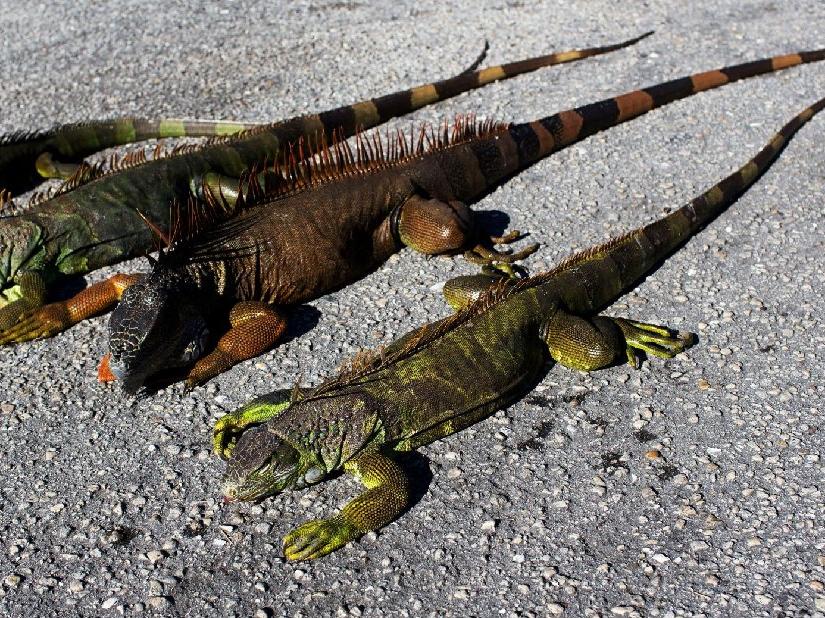 Florida’da yetkililer uyardı: Gökten iguana yağabilir
