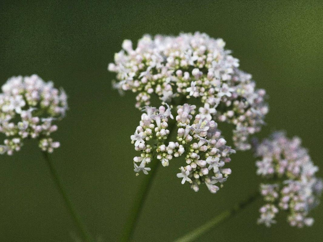 İklim değişikliği bitkilerin bir ay erken çiçek açmasına neden oluyor