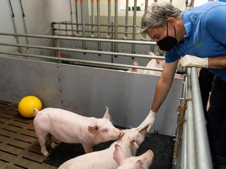 İnsana kalp nakli için domuz yetiştirme planı tartışma yarattı