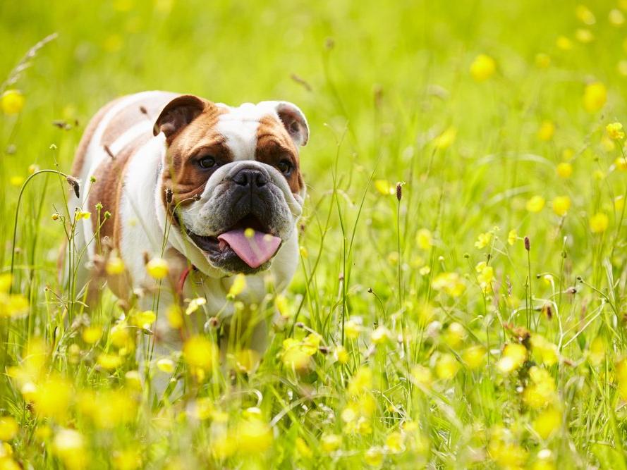 Norveç'te İngiliz Bulldog ve King Charles köpek cinsleri yasaklandı