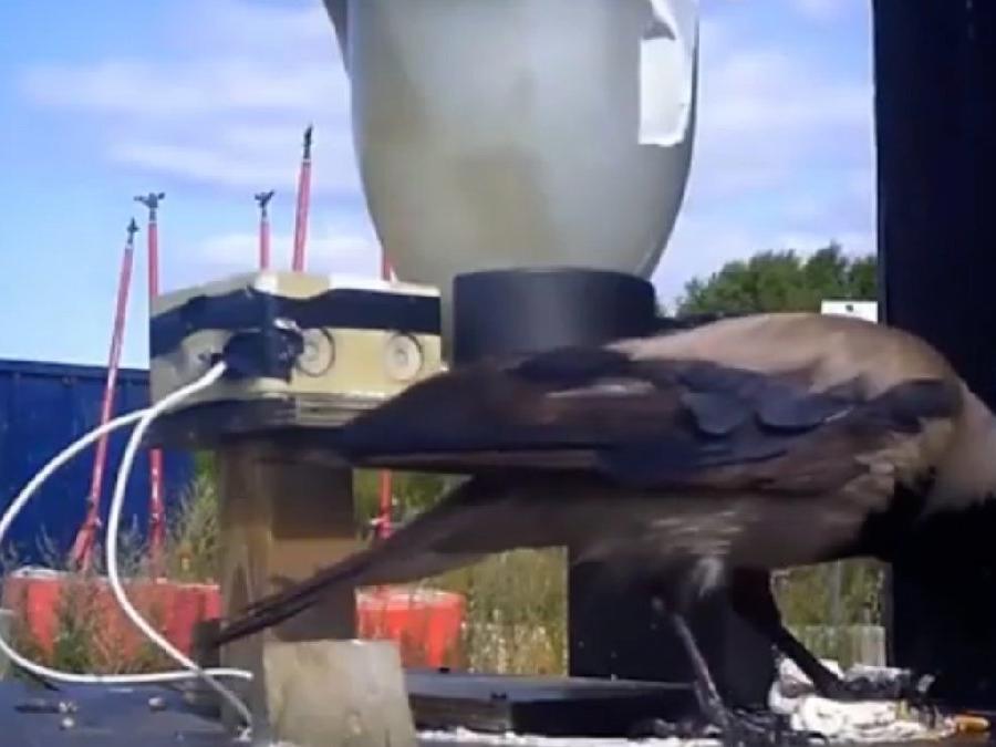 İsveç'te çöp toplamak için kargaları eğitiyorlar