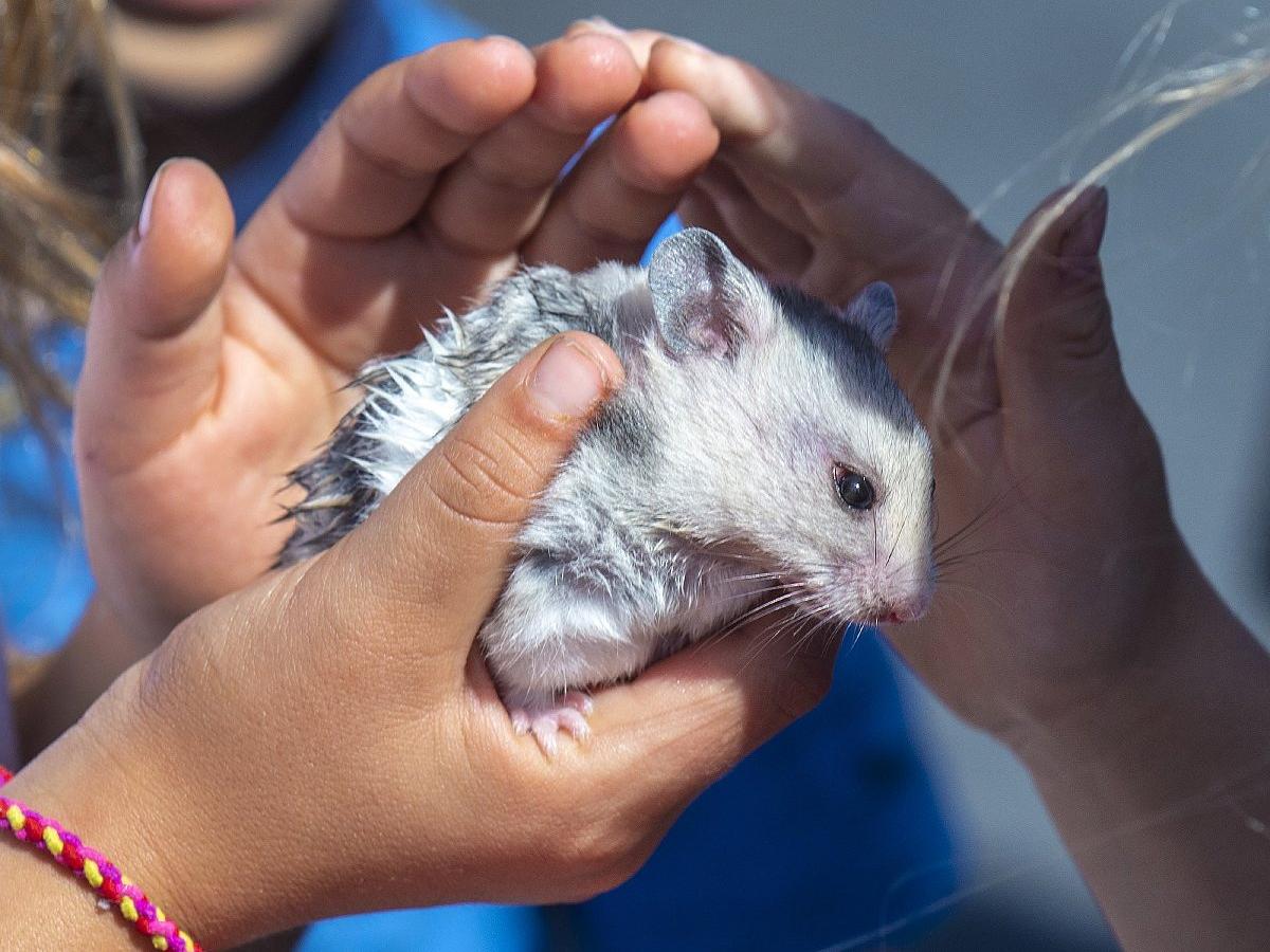 Bilimsel araştırma: İnsanlara Covid-19'u hamsterlar taşıyabiliyor