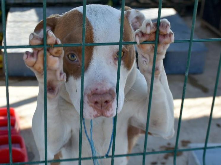 Yasaklı ırk köpekler barınakta ölümü bekliyor