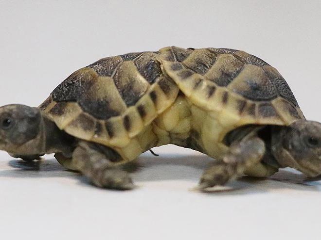 Koruma altına alınan siyam ikizi kaplumbağalar öldü