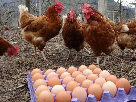 Yumurta üreticileri: Gıda enflasyonunun suçlusu yumurta değil