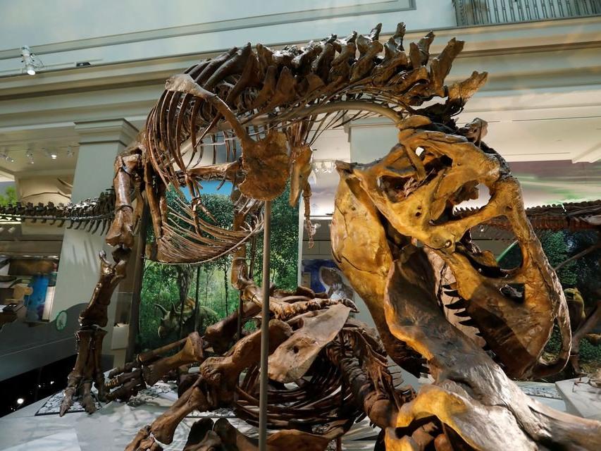 Bilim insanları, T-Rex'in üç farklı tür dinozor olabileceğini söylüyor