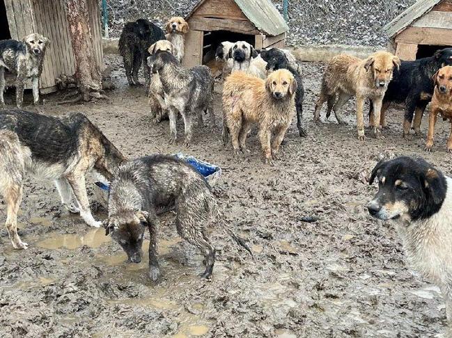 Barınaktaki hayvanlar çamur içinde görüntülendi