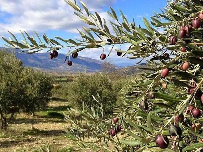 İYİ Parti zeytinlikler için Danıştay'a başvurdu