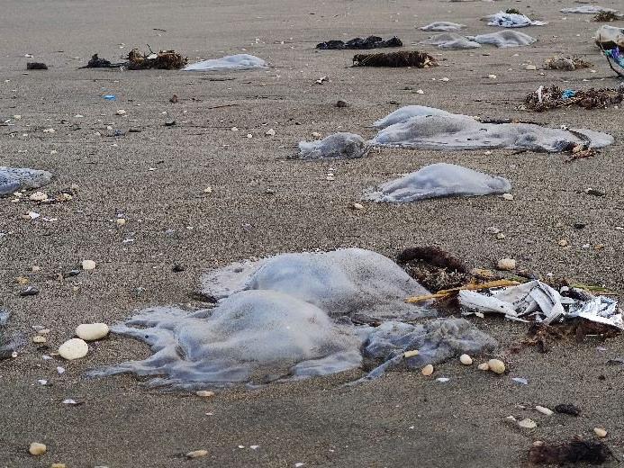 Hatay'da yüzlerce ölü denizanası sahile vurdu