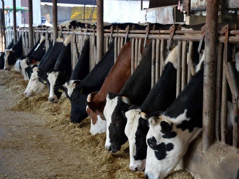Et ve süt sektörünün geleceği tehlikede