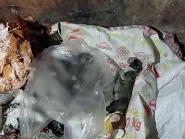 5 yavru köpek çöp konteynerinde ölü bulundu