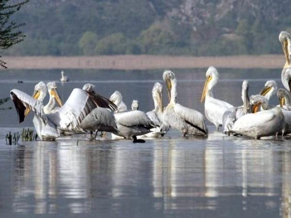 Yunanistan'da yüzlerce pelikanın ölümü kuş gribi endişesini arttırdı
