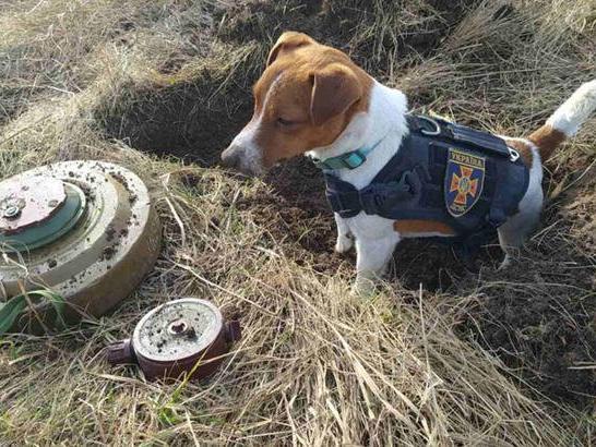 Ukrayna'nın Çernihiv kentinde bomba arama köpeği ‘Patron’ sosyal medyada da gündem oldu