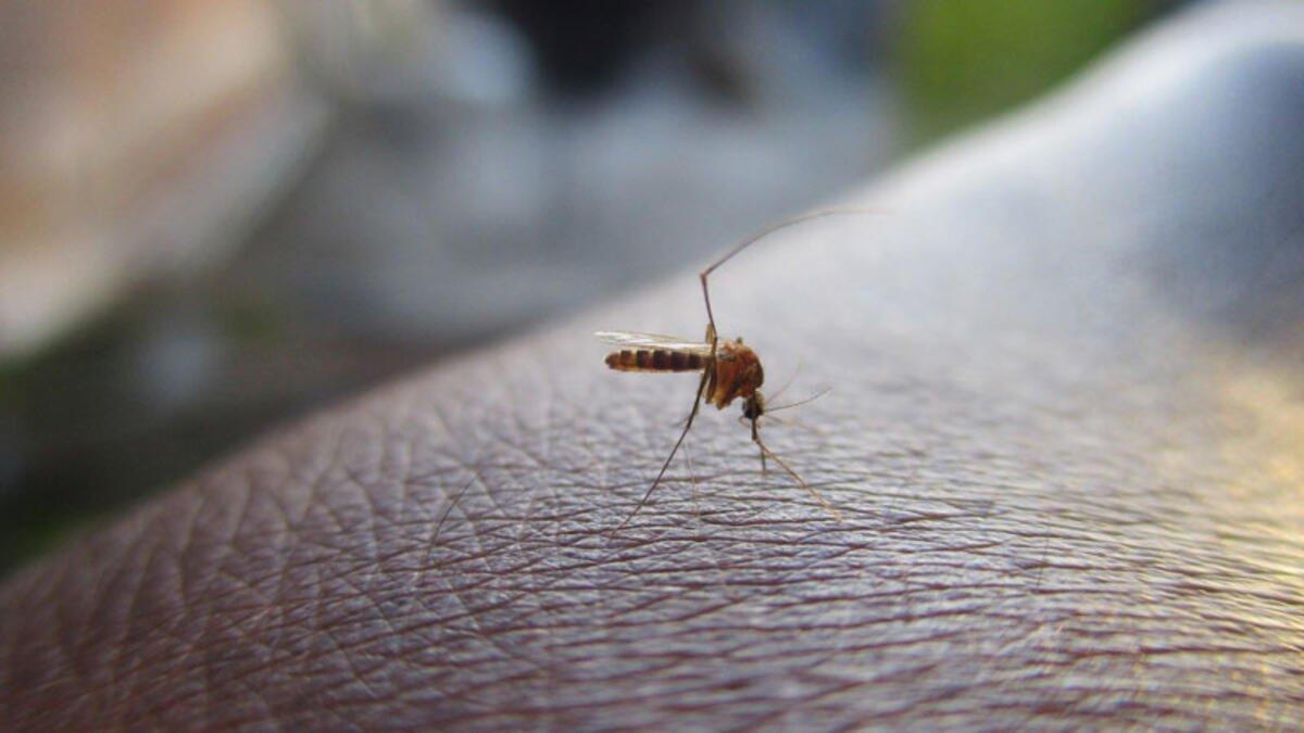 Şimdi de sivrisineklerden bulaşan virüs uyarısı verildi: İlk can kaybı bildirildi