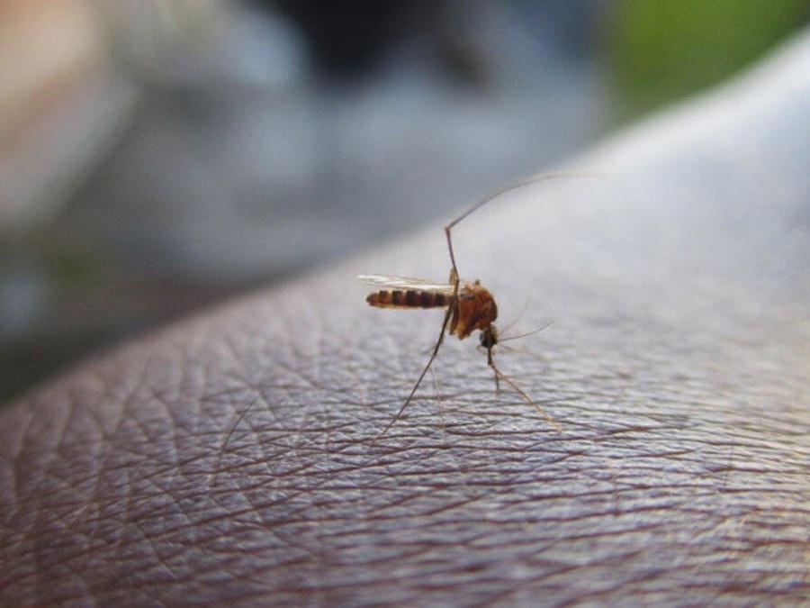 Şimdi de sivrisineklerden bulaşan virüs uyarısı verildi: İlk can kaybı bildirildi