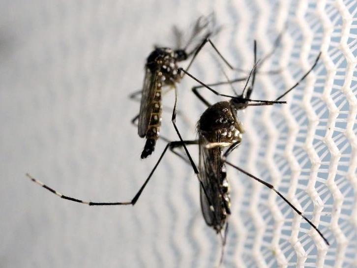 Genetiği değiştirilmiş sivrisinekler hastalıkları yenebilir