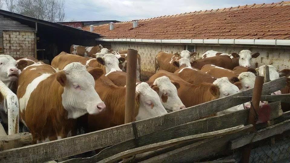 Et ve sütte kırmızı alarm! Hayvancılık krizi kapıda