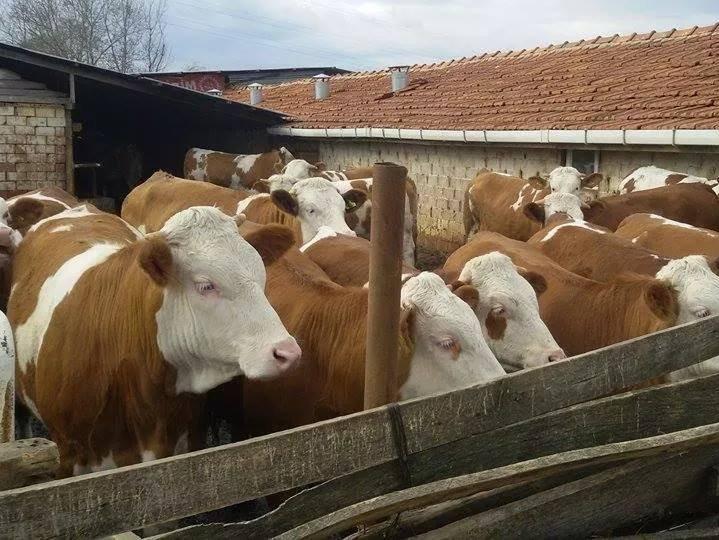 Et ve sütte kırmızı alarm! Hayvancılık krizi kapıda