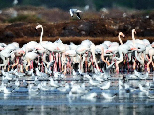 Flamingo cenneti inşaat tehdidiyle karşı karşıya