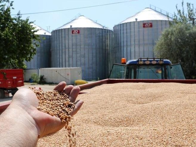 TMO mısır alımına başladı