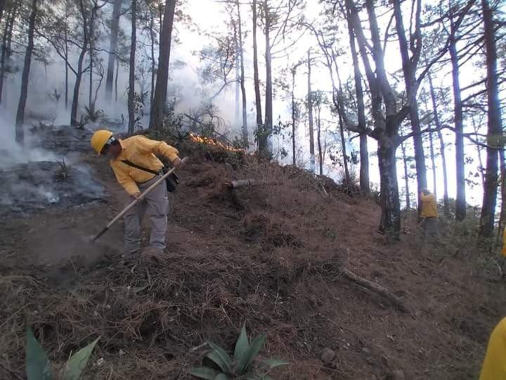 Meksika’da orman yangınlarıyla mücadele devam ediyor