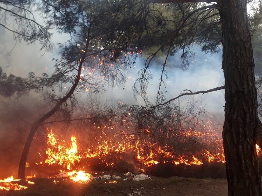 Balıkesir’de orman yangını zamanında müdahale ile söndürüldü