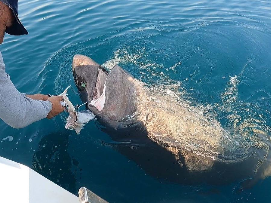 Saros Körfezi'nde yarım tonluk köpek balığı yakaladılar