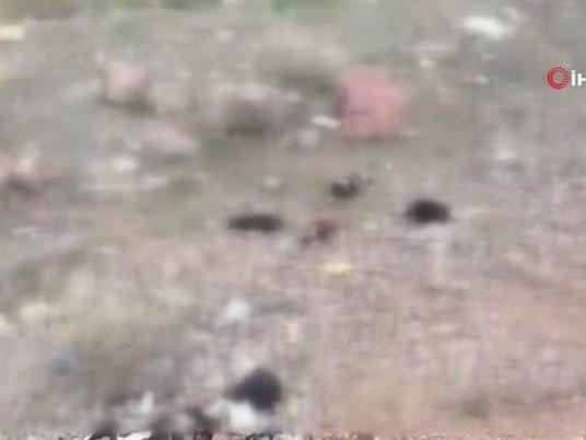 Ankara’da 7 tane yavru pitbull köpeği ölü bulundu