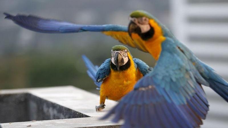 Tropikal kuşlar 40 yıl içinde yüzde 90 oranında azaldı