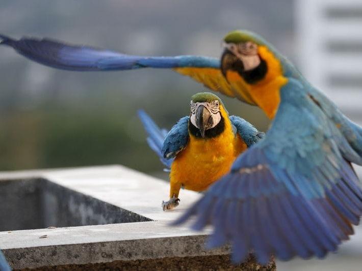 Tropikal kuşlar 40 yıl içinde yüzde 90 oranında azaldı