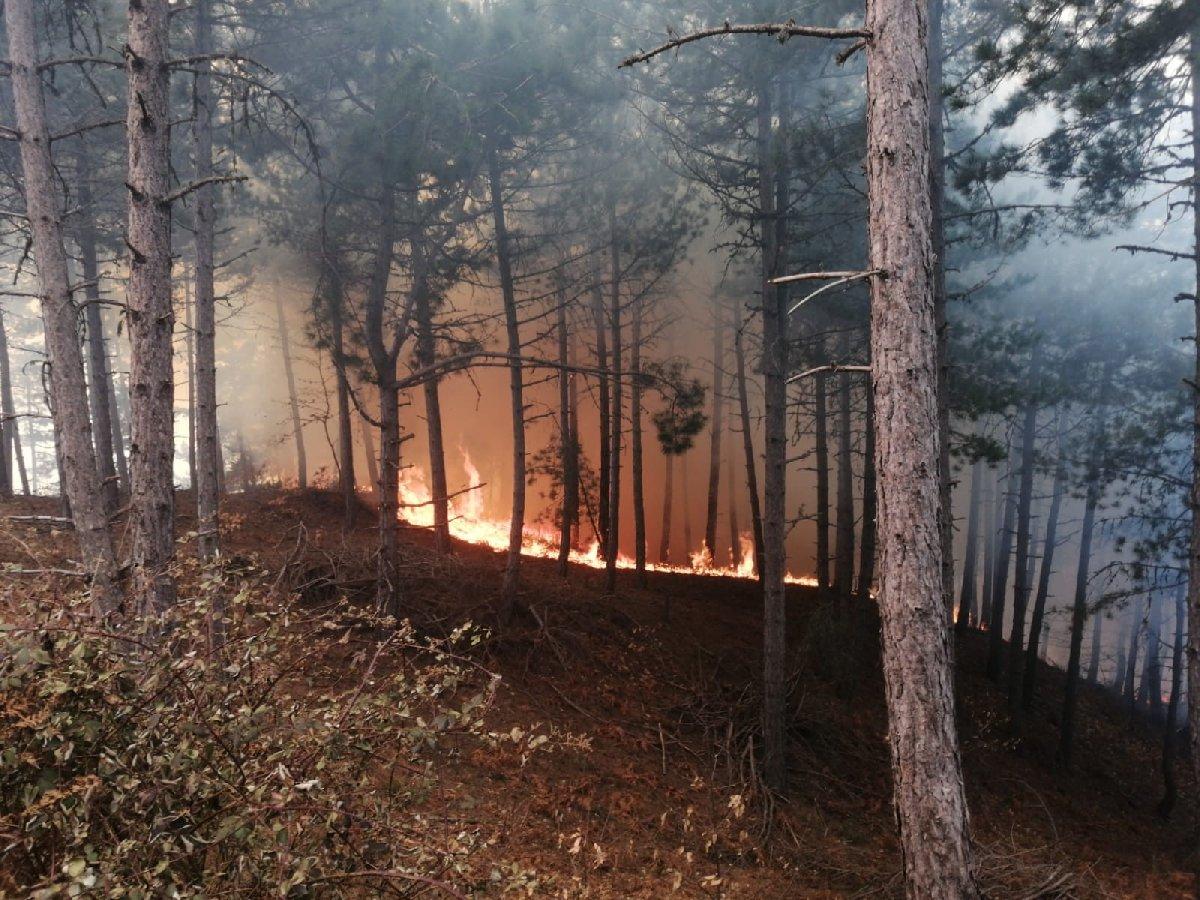 İzmir’de orman yangını!