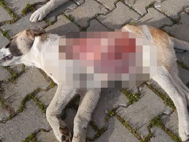 Yavru köpek, derisinin bir kısmı yüzülmüş halde ölü bulundu