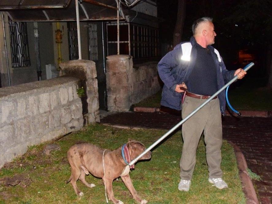 Kayseri'de pitbull, evcil köpekleri parçalayacaktı